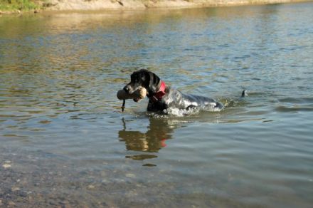 Hundeerziehungsberatung "Partner-Hund"