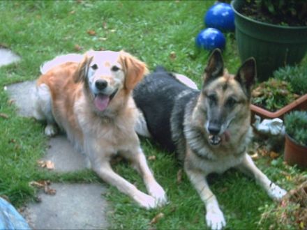 Hundeschule/Verhaltensberatung Susi & Strolch