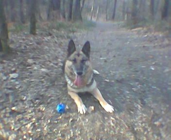 Hundeschule/Verhaltensberatung Susi & Strolch