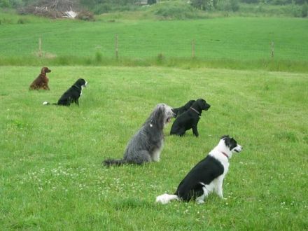 Kivi - fun with dogs