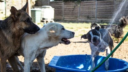 + hundplus + Hundetagesstätte Bonn