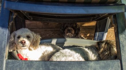 + hundplus + Hundetagesstätte Bonn