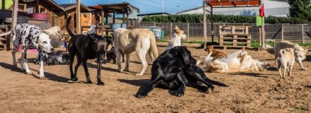 + hundplus + Hundetagesstätte Bonn