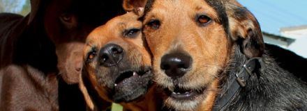 + hundplus + Hundetagesstätte Bonn