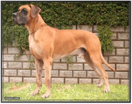 vom Giardino Tedesco