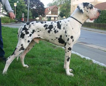 vom Giardino Tedesco