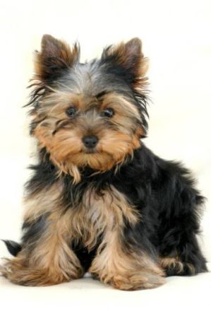 Beauty Pearls vom Welland