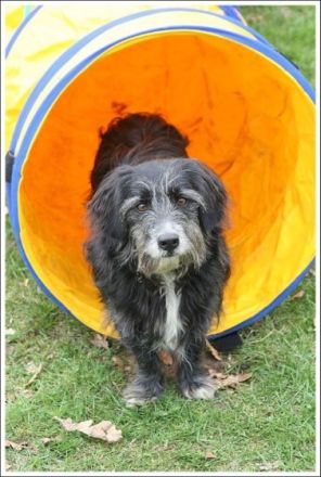 Hundeschule Kynocenter Münster