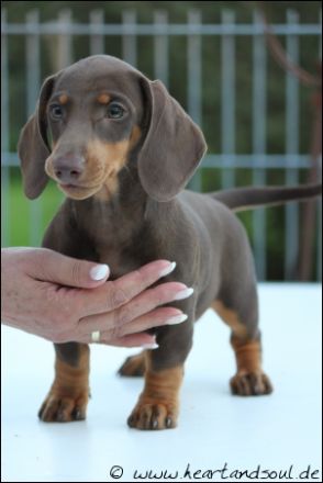 von den Wirsitzer Eichen