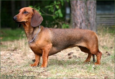 von den Wirsitzer Eichen