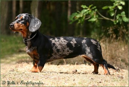 von den Wirsitzer Eichen