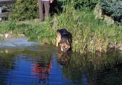 Tierpension Elchingen