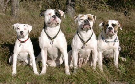 Chestnut's Little Indians