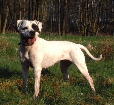 Chestnut's Little Indians