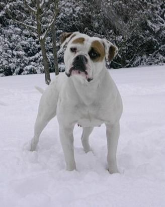 Chestnut's Little Indians