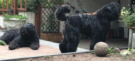 Bouvier des Flandres Zucht