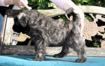 Bouvier des Flandres Zucht