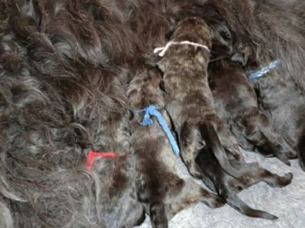 Bouvier des Flandres Zucht