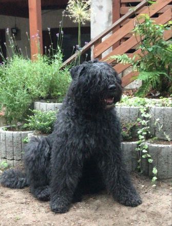 Bouvier des Flandres Zucht