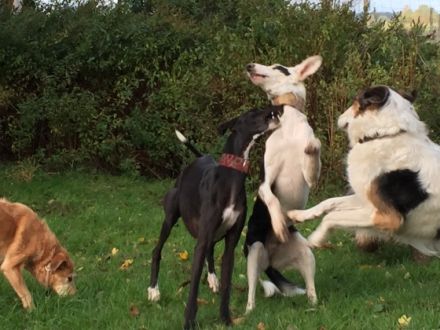 Hundpension Hundsein