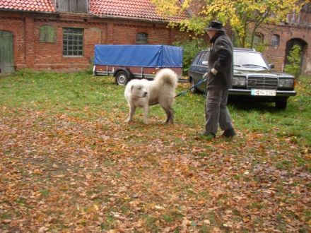 Herdenschutzhund-Service