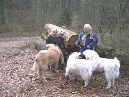 Herdenschutzhund-Service