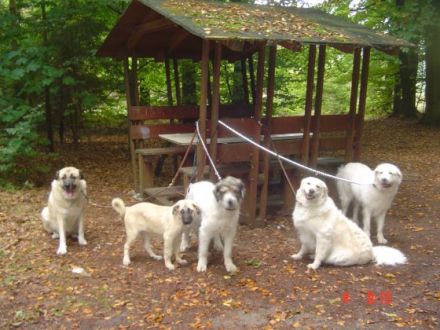 Herdenschutzhund-Service