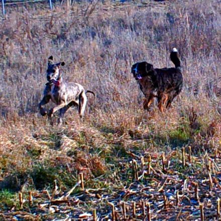 Hundepension Wawerzinek