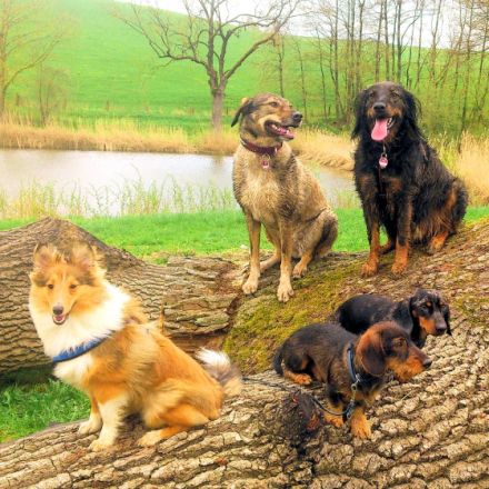 Gabis Hundeschule bei Pfaffenhofen a. d. Ilm