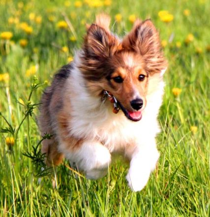 Gabis Hundeschule bei Pfaffenhofen a. d. Ilm