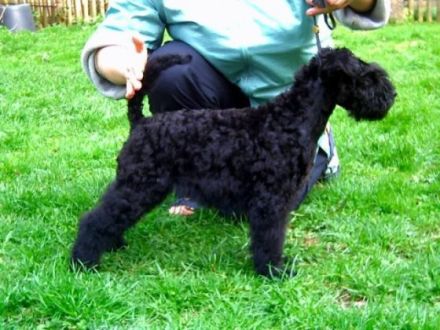 vom blauen Chevalier