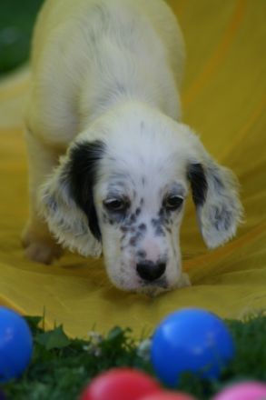 Inheritance of Grace