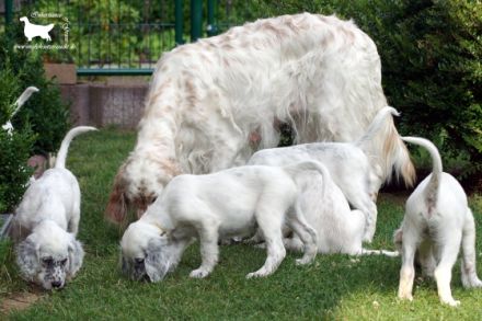 Inheritance of Grace