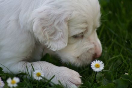 Inheritance of Grace