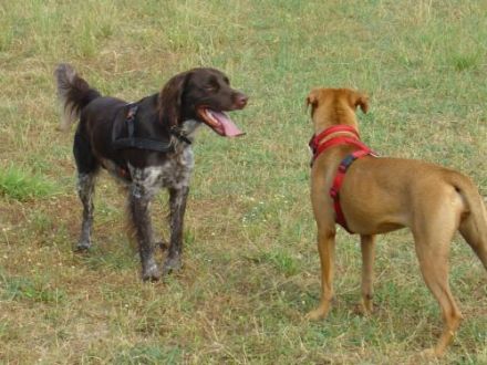 N.A.T. natural animal therapie