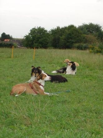 N.A.T. natural animal therapie