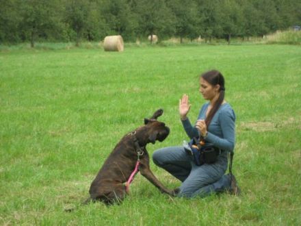 Hundeschule Lucky Dogs