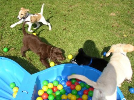 Hundeschule Lucky Dogs