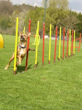 Hundeschule Lucky Dogs