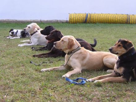 Hundeschule Lucky Dogs