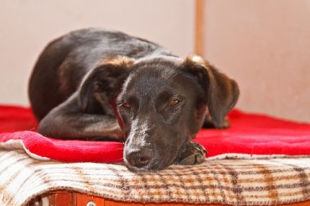 Hundewelt Georgia Greuter