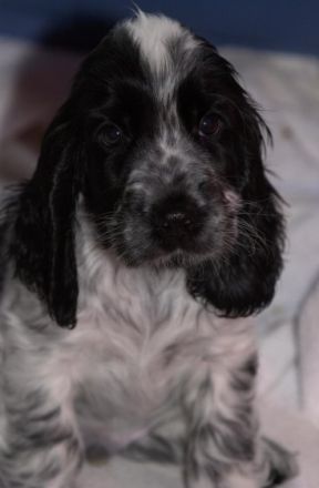 of My Sweet Castle Alge