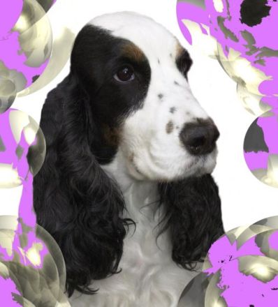 of My Sweet Castle Alge