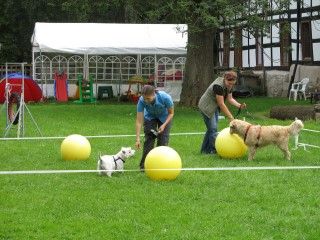 Hundeschule im ATH