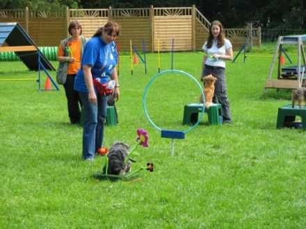 Hundeschule im ATH