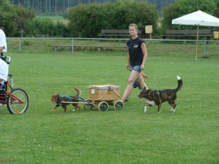 Begleit- und Zughundeverein Berlin e.V.