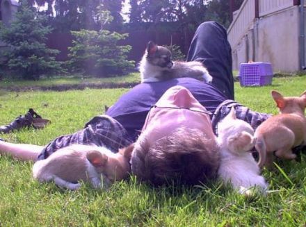 Von den Bartenwetzern