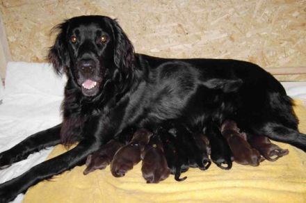 the black and liver streampower