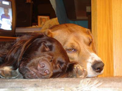 JaVerBe-Hundehaltertraining