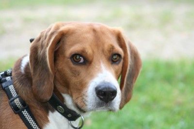 JaVerBe-Hundehaltertraining